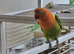 FISCHERS LOVEBIRDS