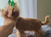 Beautiful tiny Maltipoo boy