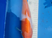 kohaku saki japanese koi 24cm