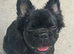 Beautiful fluffy frenchie female