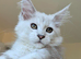 GCCF Registered Shaded Kittens