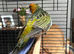 Beautiful male pennant
