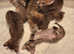 PURE SAVANNAHS  Tica SBTF6/7 cubs with Serval traits