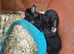 Netherland Dwarf Babies