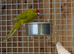 Kakarikis