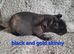 2 pairs of bonded skinny pig boys
