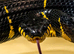 Mangrove Snake