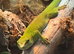 Giant Madagascan day gecko with full setup