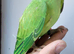 Rare Baby Double split Opaline and Cleartail ringneck Parrot Baby