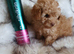 KC registered Toy Poodle puppies ready now