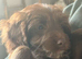 Toy cockapoo puppies