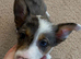 1 Merle male left!! REDUCED!!!!