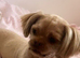 Female shihtzu