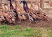 RARE Fawn Indian Runner Ducks pairs & Trios