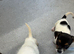 Jack Russell puppies