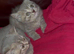 Stunning lilac/cinnamon British short haired kitten