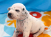 Dalmatian puppies ready next week!