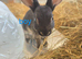 4x mini rex bunnies for sale