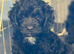 Adorable F1 ethically bred Sproodle pups