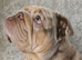 KC Female English bulldog