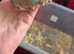 Female for sale