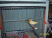 GREENFINCHES PIED