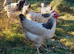 Pure Breed Chickens Brahma Sussex wyondotte ducklings and more