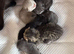 Beautiful kittens Scottish