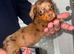 Long hair dachshund puppies