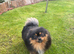 10 months old boy looking forever home
