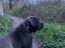 Happydogs dog sitter /walker