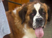 KC REG SAINT BERNARD