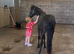 Show pony type