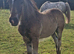 Dark Bay traditional colt foal