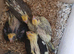 Baby Cockatiels almost ready to go