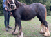 Beck 15 month old cob filly