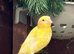 2 raza hen canary’s