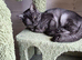 Beautiful British Shorthair Kittens - 5 Months Old £125 each