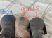 Gorgeous dachshund puppies