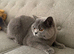 Beautiful Friendly Cat Looking for a Loving Home