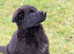 Solid Black female GSD