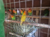 4 pairs off love bird