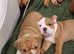 English Bulldog puppys