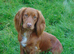 Golden Working Cocker Spaniel Puppies