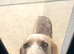Long & Short Haired Weimaraner KC Reg