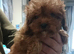 Cavapoo Puppies Red ️️ last boy!!