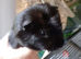 2 mail guinea pigs £25 each