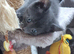 Fur ball