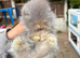 Angora doe