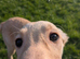 LABRADOR X WHIPPET X ROUGH COLLIE